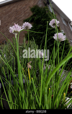 La Erba cipollina erba che cresce in un vaso in un giardino nel sud dell'Inghilterra, Regno Unito Foto Stock