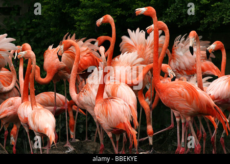 I fenicotteri a WWT National Wetlands Centre Wales Foto Stock