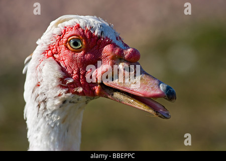 Close up ritratto di anatra muta Cairina moschata Foto Stock