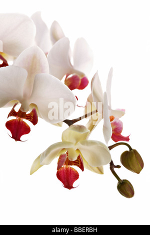 Phalaenopsis, comunemente noto come Moth Orchid Foto Stock