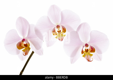 Phalaenopsis, comunemente noto come Moth Orchid Foto Stock