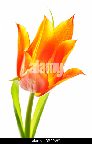 Tulipano Foto Stock