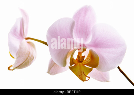 Phalaenopsis, comunemente noto come Moth Orchid Foto Stock