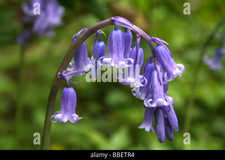 Comune o inglese Bluebell Hyacinthoides non scripta Foto Stock