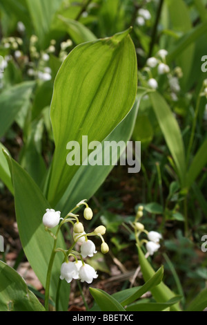 Il giglio della valle convallaria majalis Foto Stock