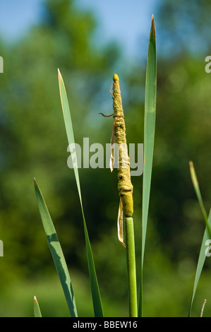 Fioritura reed tifa Typha latifolia comune il polline dei fiori lago semi stagno maschio femmina giallo verde primavera primavera wate Foto Stock