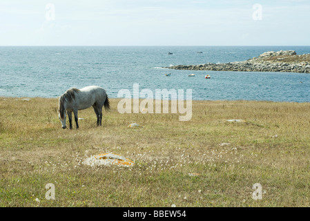 Cavallo al pascolo in campo con il mare in background Foto Stock