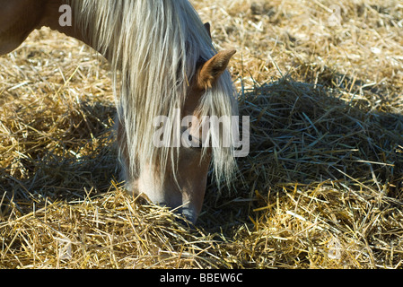 Cavallo di mangiare il fieno, close-up Foto Stock