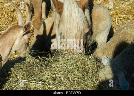 Gli animali della fattoria di mangiare il fieno, close-up Foto Stock