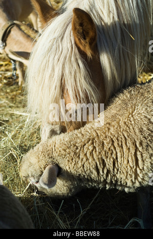 Gli animali della fattoria di mangiare il fieno da trogolo Foto Stock