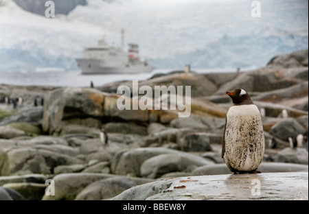 Un pinguino papua con Sergey Vavilov ancorato nel Lemaire Channel in background, Petermann Island, Antartide Foto Stock