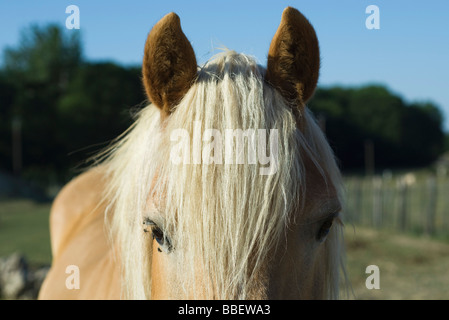 Cavallo bianco con la criniera, close-up Foto Stock