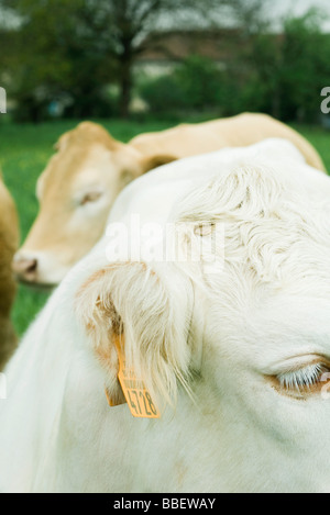 Vacca bianca con tagged orecchio, close-up, marrone mucca in background Foto Stock