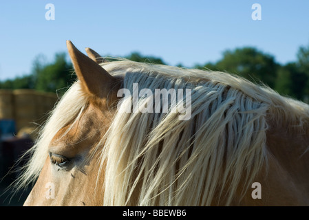 Testa di cavallo, vista laterale, ritagliato Foto Stock