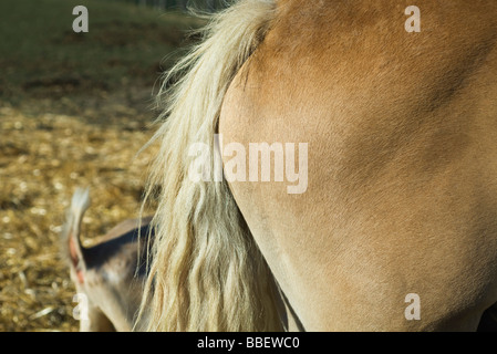 Del Cavallo estremità posteriore e le luci di coda, vista laterale Foto Stock