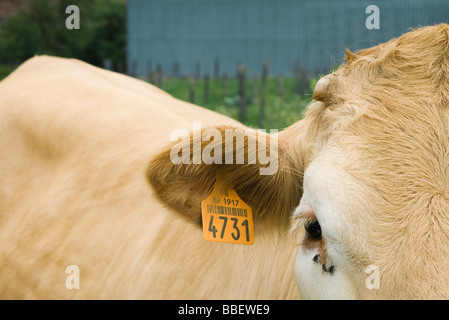 Mucca con marchio auricolare, close-up Foto Stock