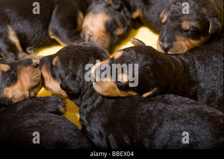Pila di cuccioli Airedale Foto Stock