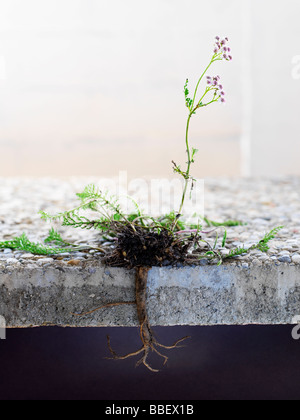 Sezione trasversale di un bianco achillea pianta cresce attraverso la lastra di calcestruzzo Foto Stock