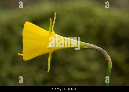 Hoop Petticoat Daffodil (Narcissus bulbocodium) Foto Stock