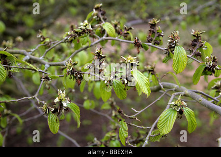 Il persiano Ironwood Tree, Parrotia persica, Hamamelidaceae, Iran e Caucaso Foto Stock