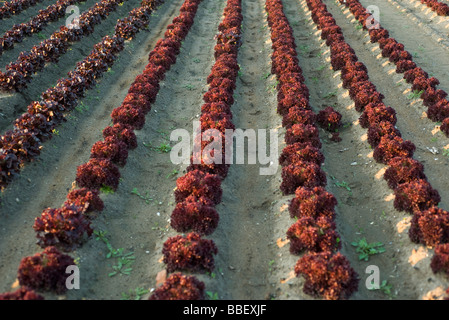 Righe di merlot lettus crescente nel campo Foto Stock