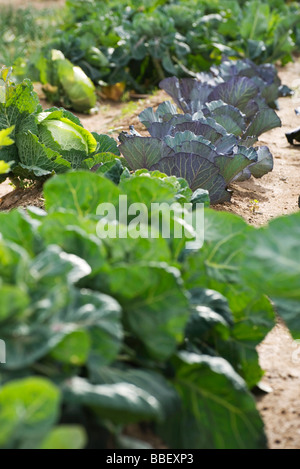 Cavolo assortiti, lattuga crescente in un orto Foto Stock