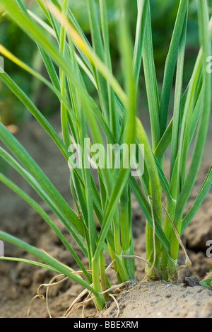 Aglio in crescita in orto Foto Stock