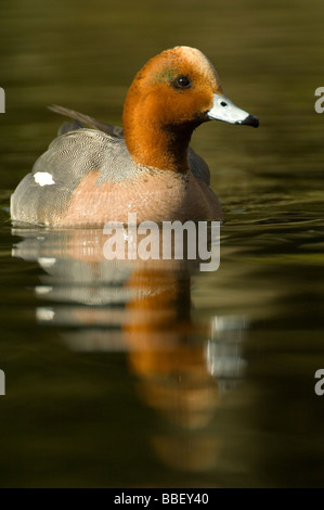 Wigeon o fischione (Anas penelope) Foto Stock