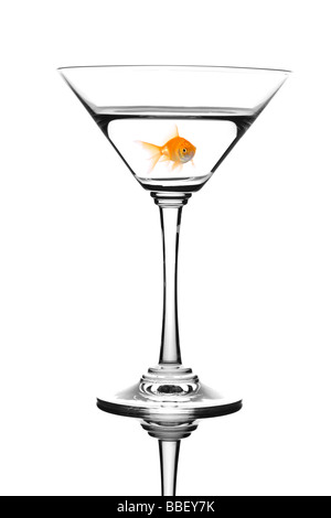 Golden pesce che nuota nel martini cocktail isolata contro uno sfondo bianco Foto Stock