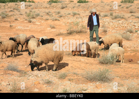 Pastore pascere il suo gregge di pecore nei pressi di Tataouine, Tunisia Foto Stock