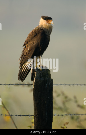 Un caracara meridionale arroccato su di un palo da recinzione Foto Stock