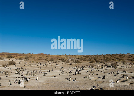 Magellanic colonia di pinguini (Spheniscus magellanicus) Foto Stock
