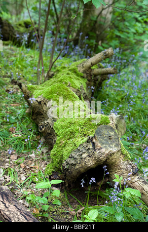 Un log si trova sotto la copertura di un fitto bosco a 'L' di Dingle vicino a Warrington Foto Stock