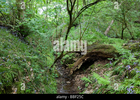 Un piccolo ruscello che scorre attraverso un fitto bosco di alberi caduti, felci e bluebells su entrambi i lati Foto Stock