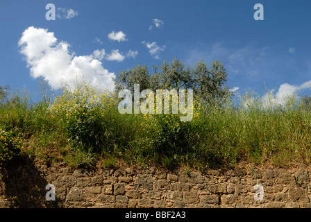 Toscana (Toscana) Italia, cluster di piante con fiori di colore giallo che cresce su vecchio muro di pietra contro il cielo con il cloud Foto Stock