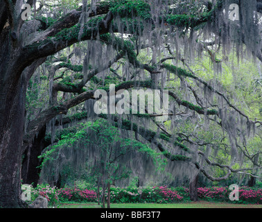 Moss appesi da un vecchio Live Oak tree a Savannah in Georgia Foto Stock