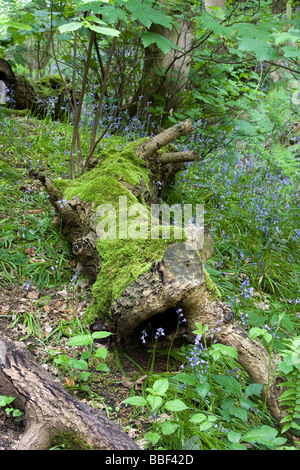 Un log si trova sotto la copertura di un fitto bosco a 'L' di Dingle vicino a Warrington Foto Stock