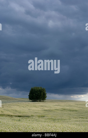 Campo di grano saraceno e il gruppo di alberi all'orizzonte aRGB Foto Stock