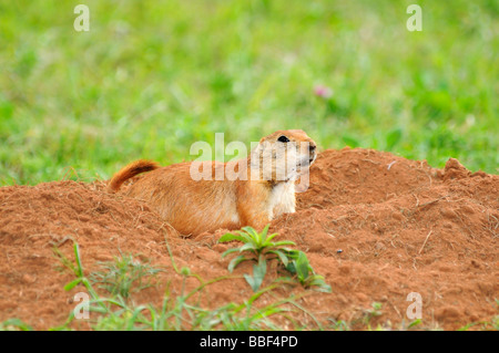 Coda nero cane della prateria, Cymomys ludoicianus. Oklahoma, Stati Uniti d'America. Foto Stock