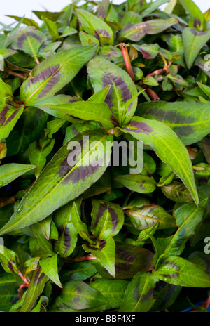 Il coriandolo vietnamita o menta Persicaria odorata syn Polygonum odoratum poligonacee Foto Stock