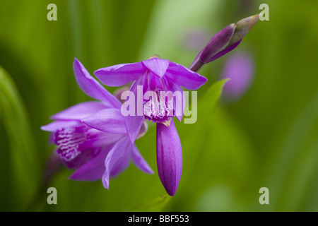 Giacinto cinese orchidea (Bletilla striata) Foto Stock