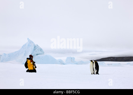 Un fotografo con fotocamera pause nella neve per fotografare coppia di pinguini imperatore su ghiaccio attaccato a Snow Hill isola nel mare di Weddell Antartide Foto Stock