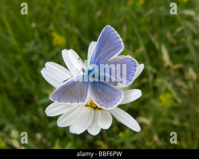 Comune di Blue Butterfly su oxeye daisy nel Hertfordshire.femmina icaro polyommatus butterfly con ante aperte, prendere il sole stesso. Foto Stock