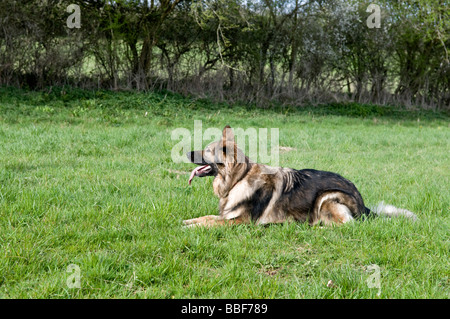 Pastore Tedesco cane sdraiato aspettando pazientemente nel campo per il proprietario Foto Stock