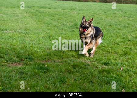 Femmina pastore tedesco cane in esecuzione con un rosso anello in gomma giocattolo in bocca in un campo erboso in Bristol Foto Stock