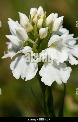 White sport del Comune individuato, orchidea Dactylorhiza fushsii Foto Stock