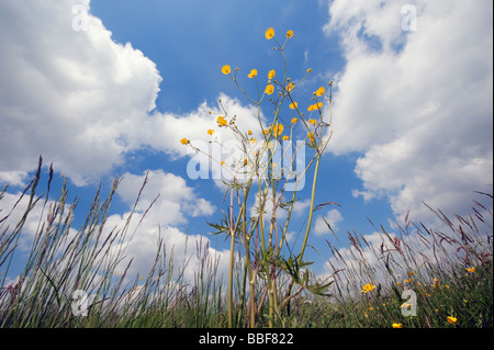 Ranunculus acris, Prato, ranuncolo ranuncolo alti e cielo blu Foto Stock