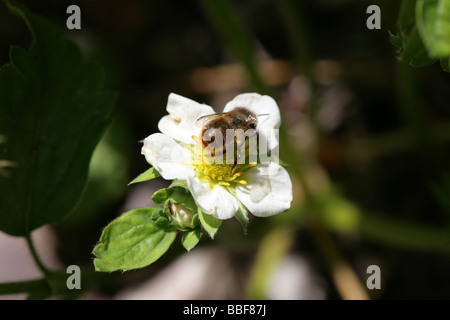 Il miele delle api di impollinazione fragola un fiore in un giardino cheshire england Foto Stock