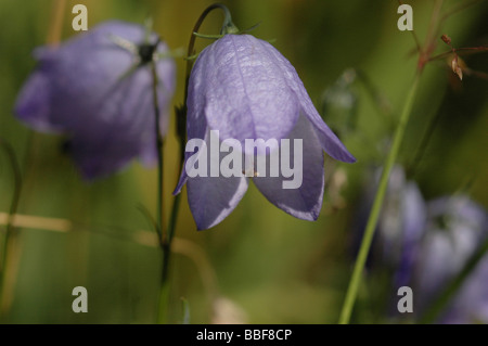 Campanule Foto Stock