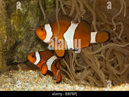 Clownfish tendendo le uova deposte su roccia Foto Stock